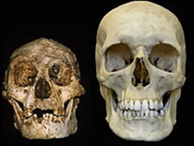Calavera humana y calavera de Homo floresiensis (derecha)