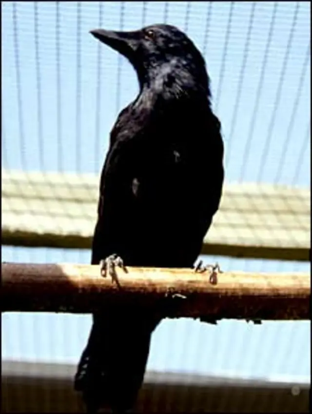 هوش کلاغ ها حتی در مواردی بیش از هوش پستاندارانی مثل شامپانزه هاست