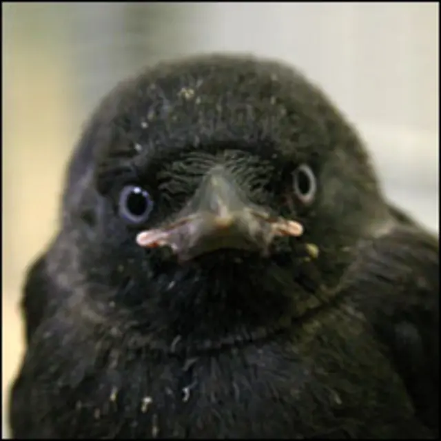 بعضی از کلاغ ها در گروههای بزرگ زندگی می کنند