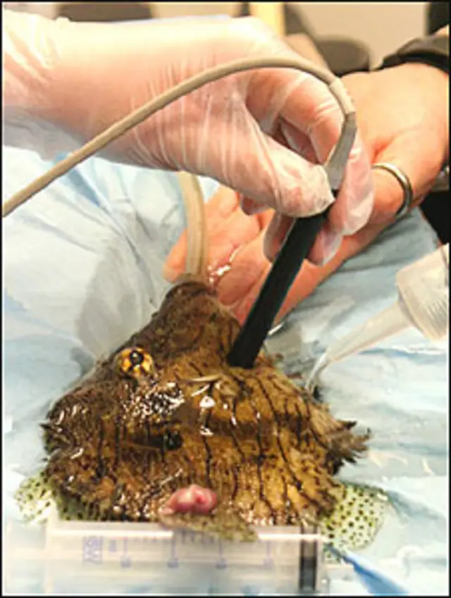 Chaetodermis peniccilligerus (Foto: Cortesia Claire Silva/Zoological Society of London)