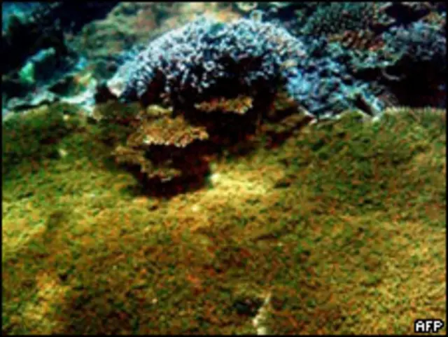 Коралловый риф