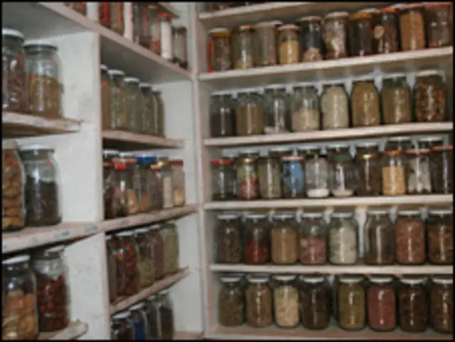 داورهای گیاهی