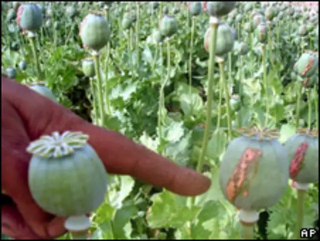 Опийные посевы