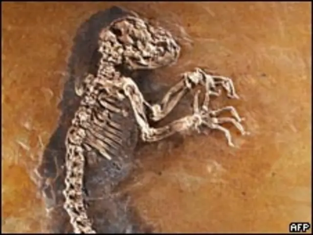 ископаемый лемур