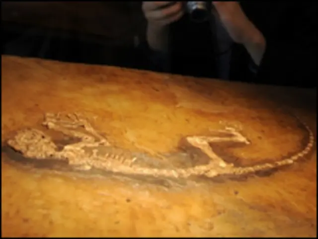 یہ فوسِل سینتالیس ملین برس پرانا ہے