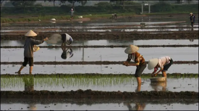 Việt Nam đang phải trăn trở để tìm ra lối thoát cho nông nghiệp