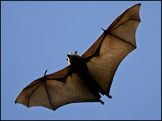 Летучая мышь (фото AP)