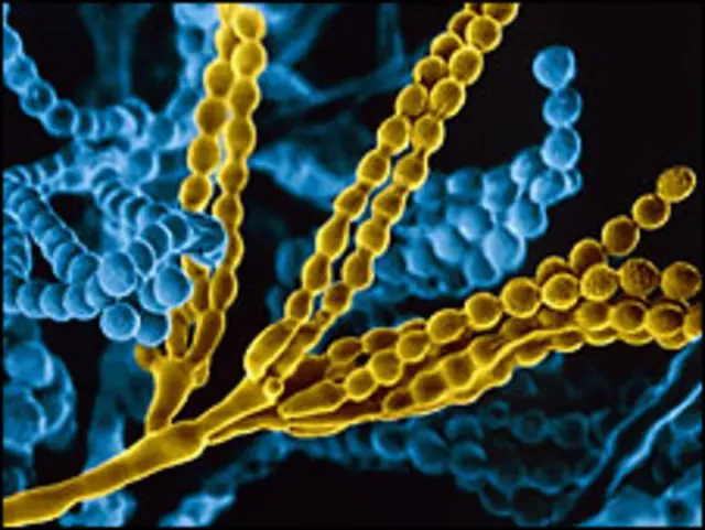 Пенициллин