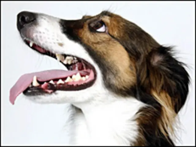 puedes quitar el ladrido de un perro