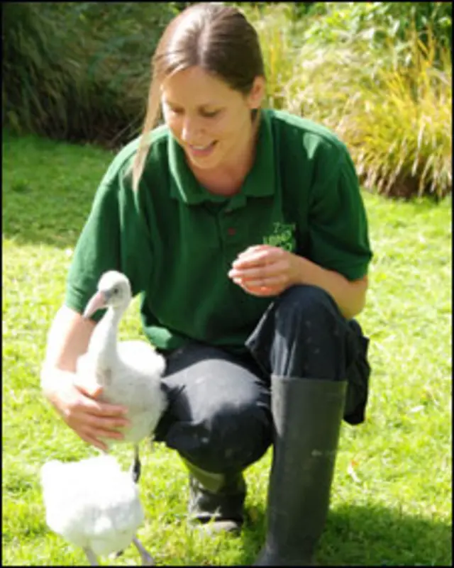 filhote de flamingo (foto do Zoológico de Londres/ZSL)