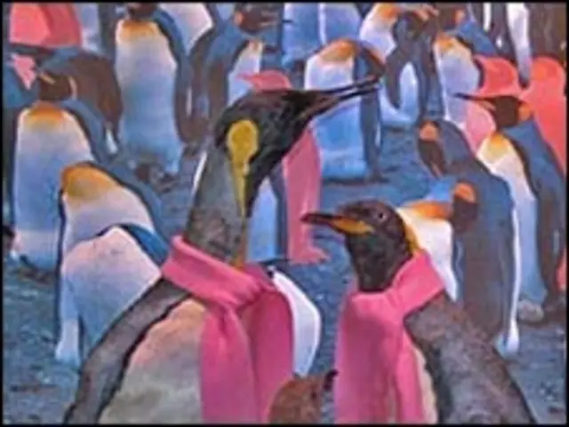 Pinguinos homosexuales