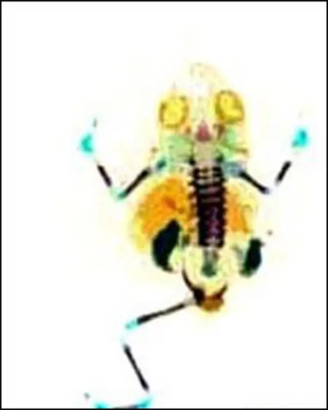 Raio X de sapo sem perna