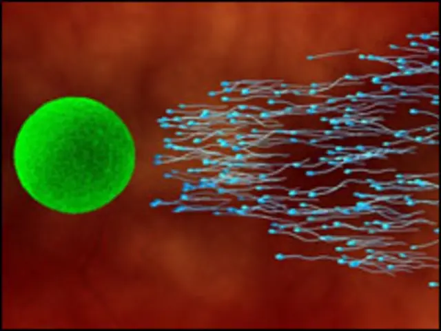 نظفہ اور بیضہ