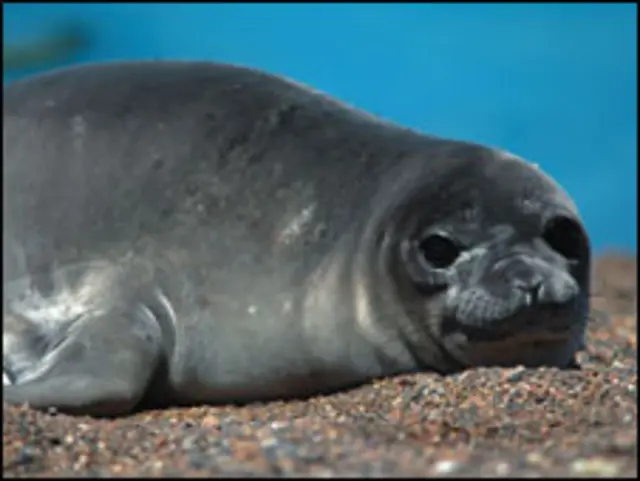 Elefante marinho do sul