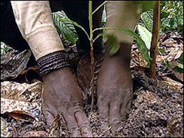 گھانا میں شجرکاری