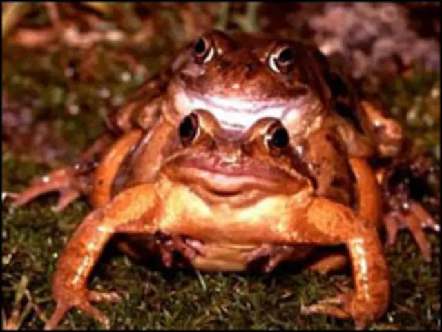 A lua afetaria os ciclos de reprodução de sapos de várias regiões