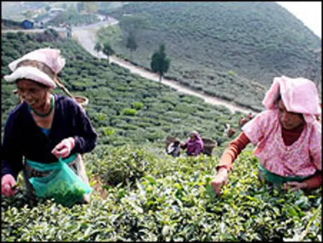 दार्जिलिंग (फ़ाइल फ़ोटो)