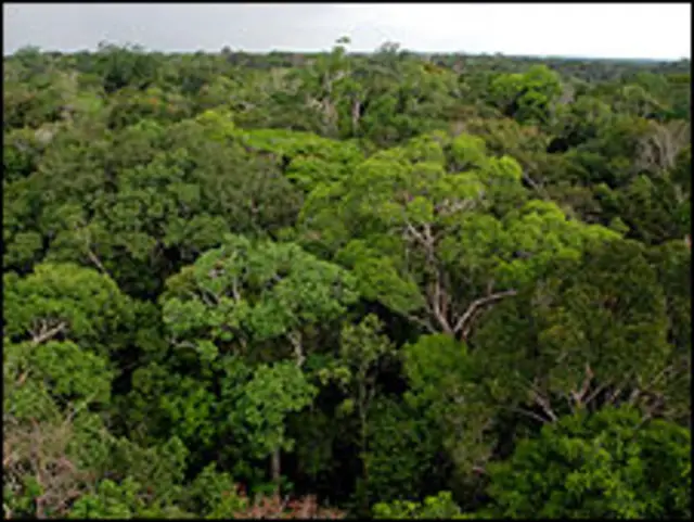 Área desmatada na Amazônia chega a 70 milhões de hectares