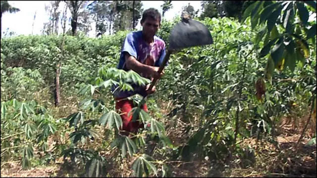 Pequeno agricultor da Colônia Bananal, na Amazônia