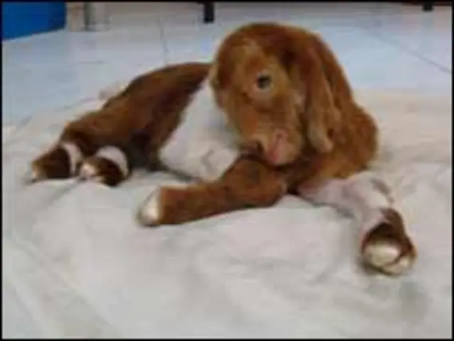 ایران از کشورهای پیشرو در تحقیقات در زمینه شبیه سازی حیوانی است