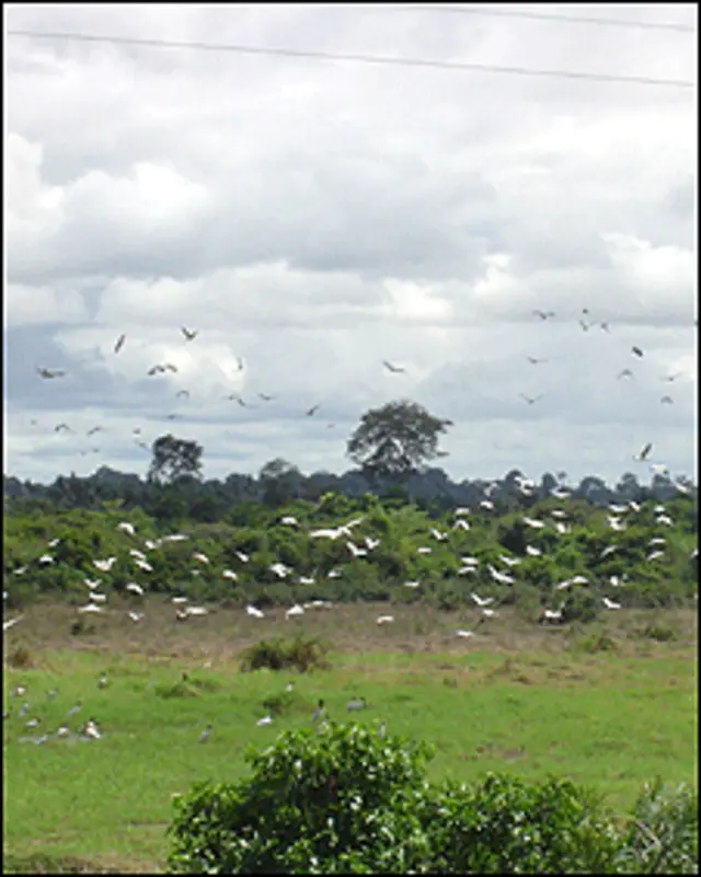 अमेज़न के वन (फाइल)