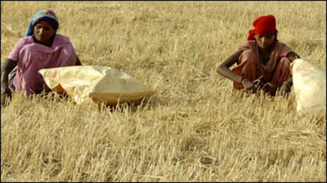 В Індії поганий врожай рису