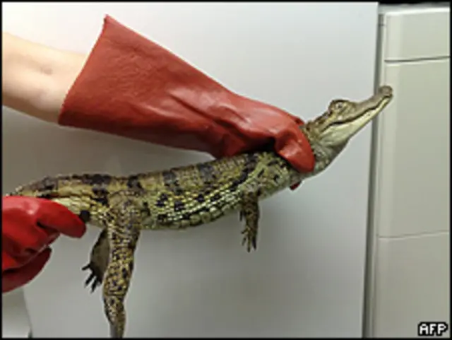 Cocodrilo capturado en un tren en Noruega. Foto de archivo.