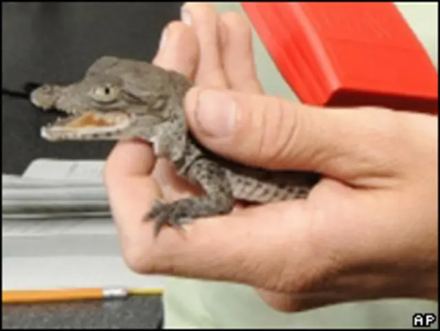 Детеныш крокодила (снимок из архива)