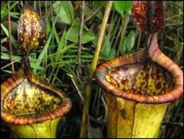 Foto: Stewart McPherson