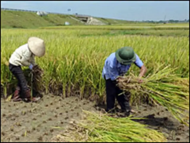 Gặt lúa ở Việt Nam