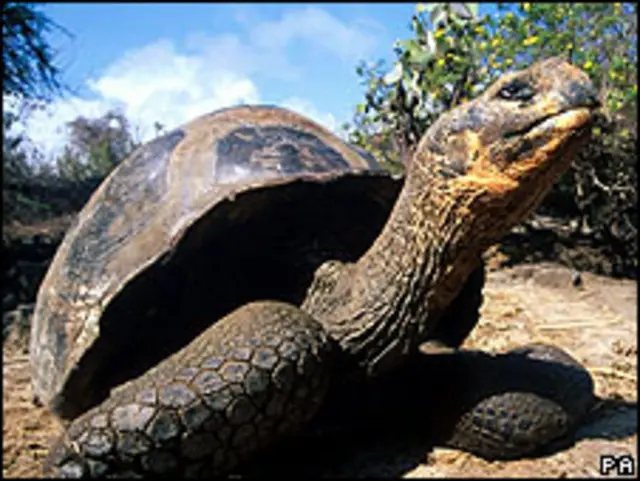 Черепаха на Галапагосі