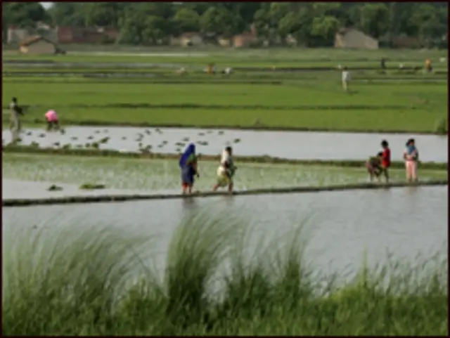शोध के मुताबिक सिंचाई में काफ़ी पानी इस्तेमाल होता है.