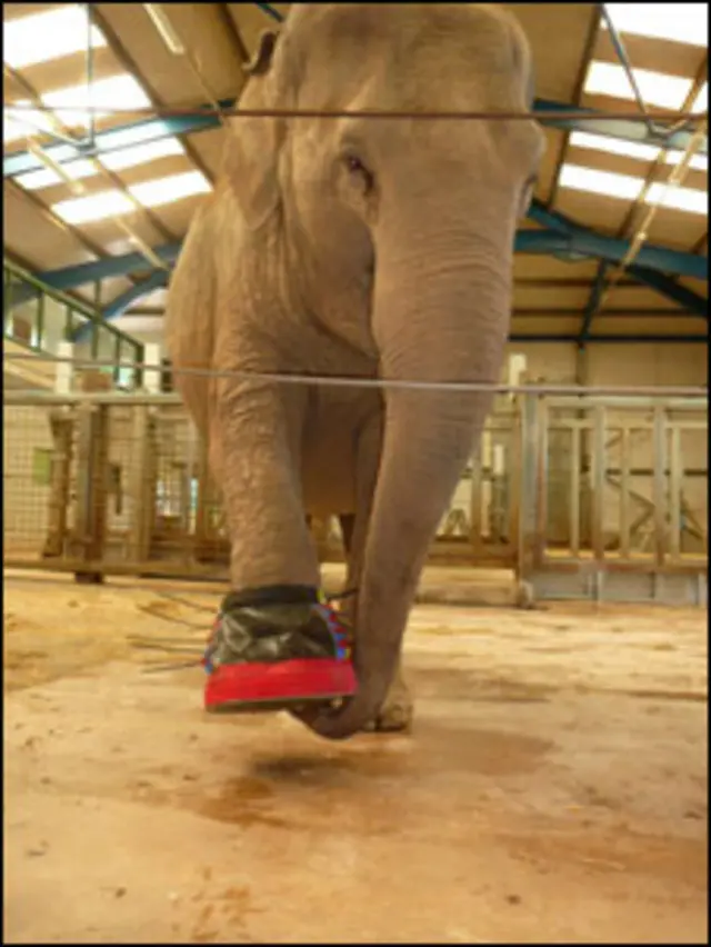 A elefanta 'Gay' no zoológico de Paignton