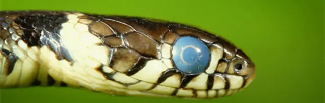 تصویری از یک مار سبز رنگ