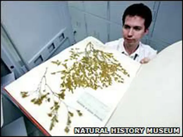 重新归类和排列标本