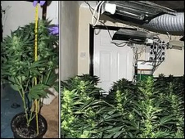 Nhà bị dùng để trồng cần sa bị hư hại mất nhiều ngàn bảng.