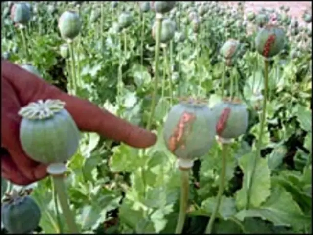 اقوامِ متحدہ کی رپورٹ کے مطابق کابل میں ایک گرام ہیروئن کی قیمت تین ڈالر ہے جبکہ یہی ہیروئن لندن، میلان یا ماسکو کی سڑکوں پر سو ڈالر کی ملتی ہے۔