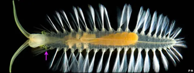 Gusanos Swima bombiviridis