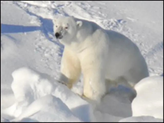 برفانی ریچھ