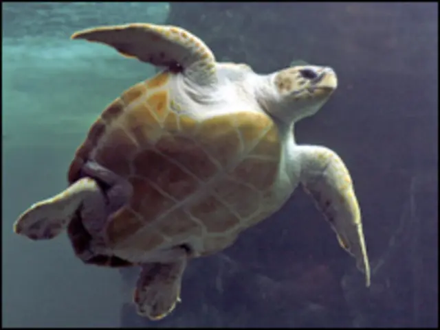 Deniz kaplumbağası