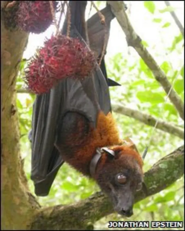 चमगादड़