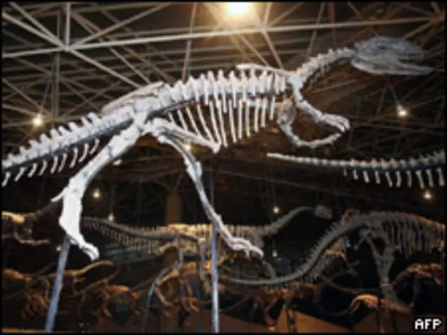 Скелет динозавра