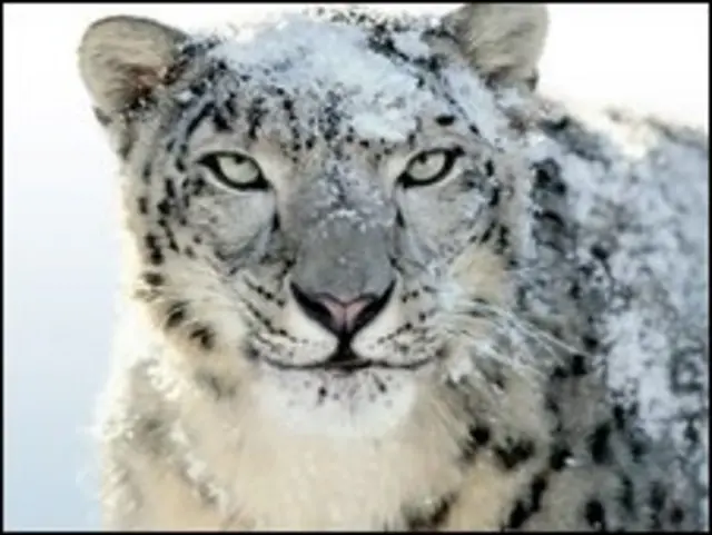 بنا به ارزیابی کارشناسان "اسنو لئوپارد" بسیار سریع تر از نسخه قبلی سیستم عامل پال است