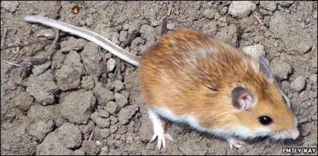 Rato veadeiro (Peromyscus maniculatus)