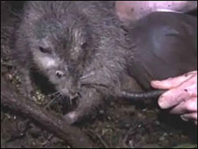 विशालकाय चूहा