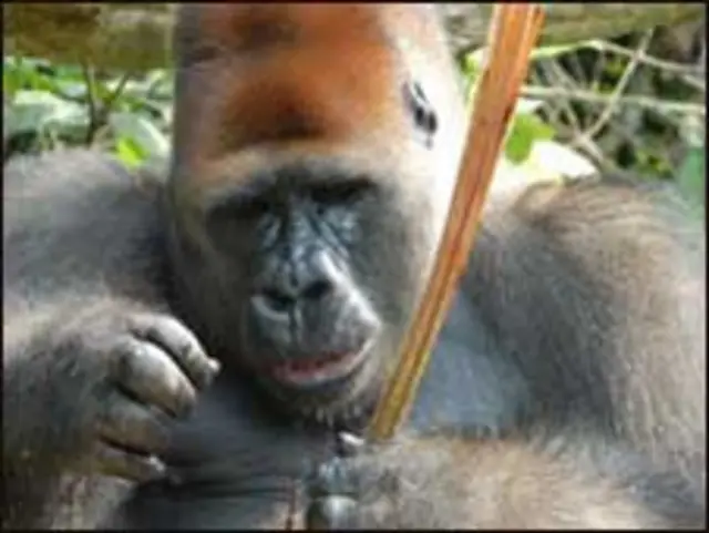 ہر سال سینکڑوں گوریلوں کو ہلاک کر کے علاقے سے باہر لے جایا جاتا ہے