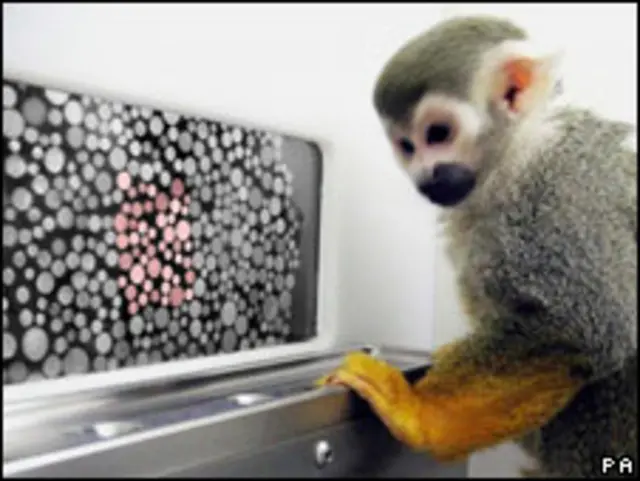 研究小组以从出生就色盲的猴子进行动物实验（16/09/2009）