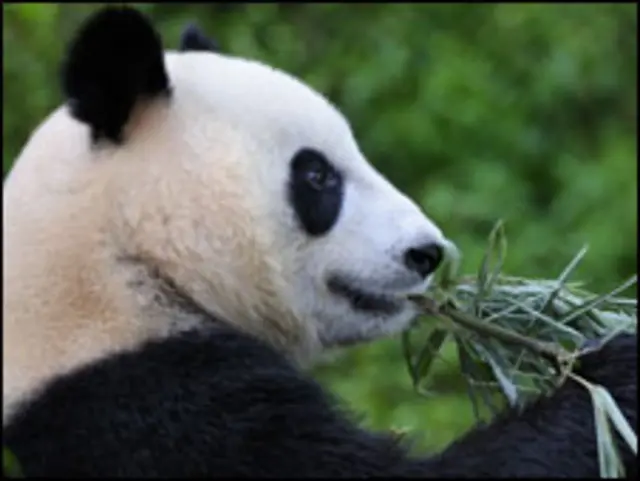 大熊猫