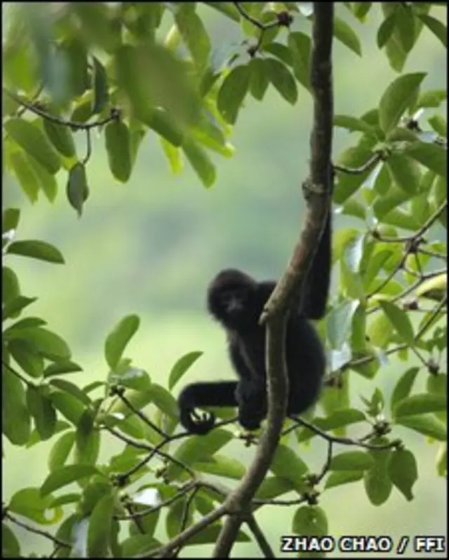 Một con vượn đen Cao Vit