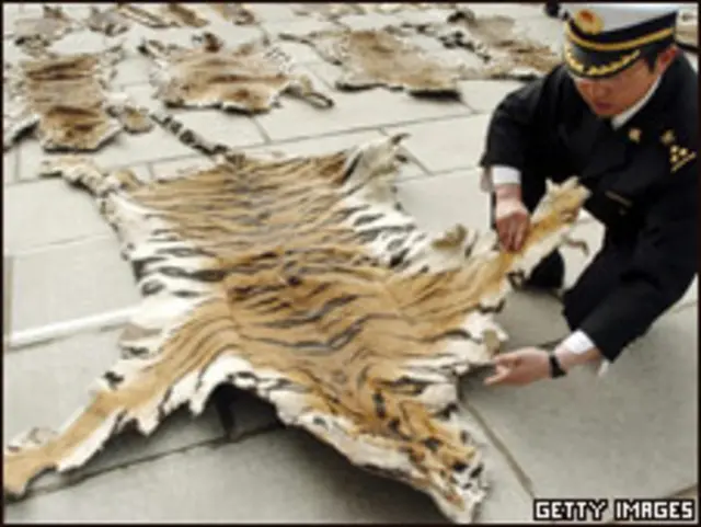 Funcionarios de aduanas inspeccionan una piel de tigre en Lhasa, Tíbet, en 2005